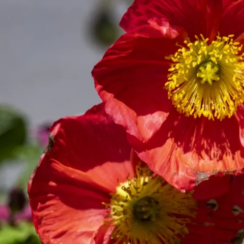 Red Iceland poppy