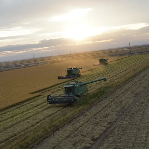 Harvesters in a field