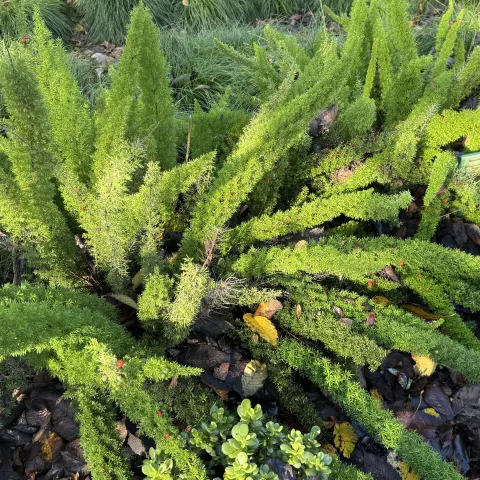 Foxtail fern is not a fern; note the berries.
