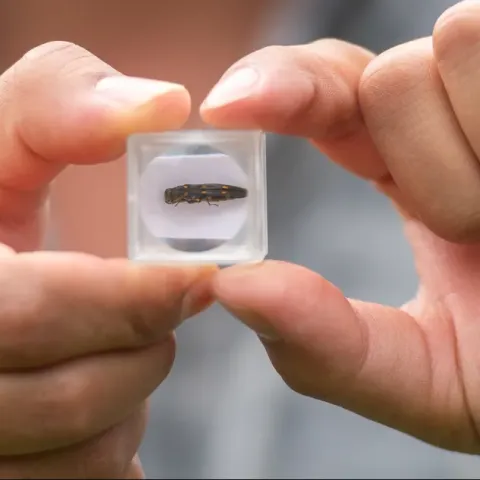 GSOB up close in a case