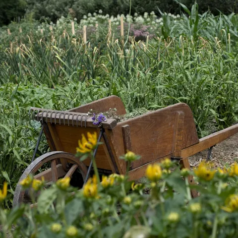 Garden and wheelbarrow