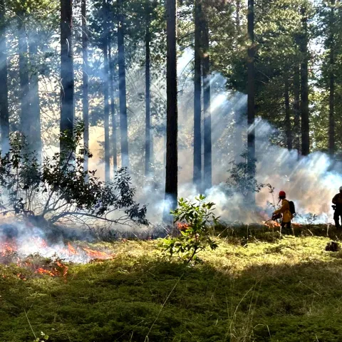 FTREX trainer and trainees practicing firing in a forest understory, with smoke filtering through the trees