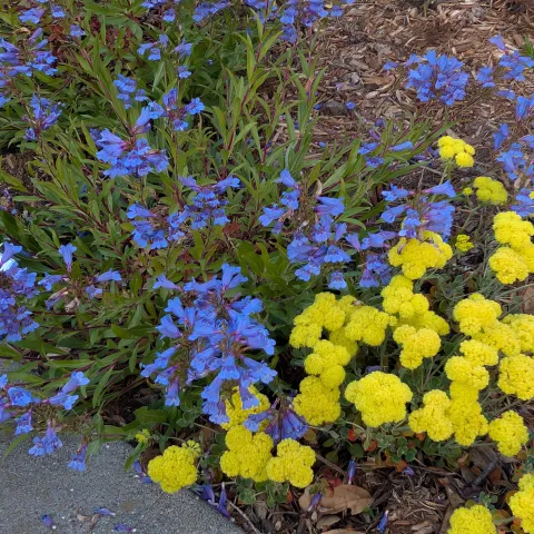 Penstemon and Buckwheat