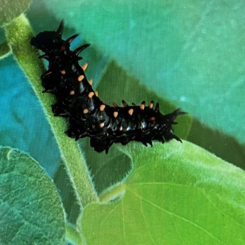 Pipevine Swallowtail caterpillar