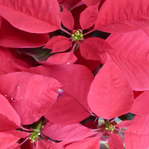 Poinsettia. J.C. Lawrence