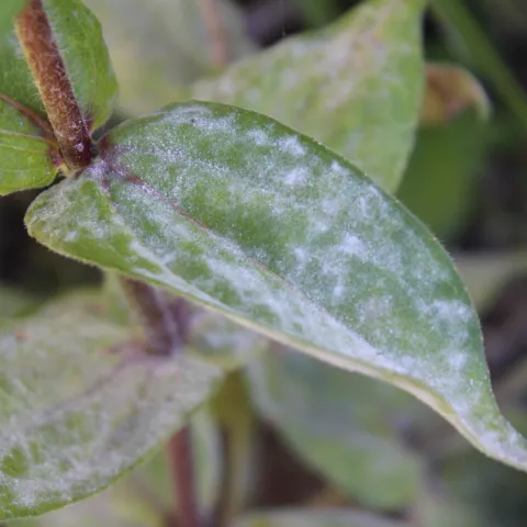Powdery mildew covering leaves and stems on a plant.