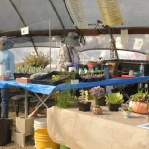 Succulent plant sale
