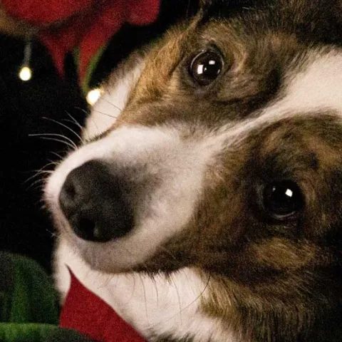 Poinsettias - Huntington Beach