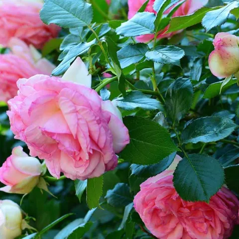 Roses 101 - Laguna Woods