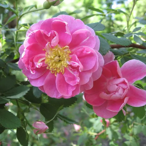 Rosa californica ‘Plena’