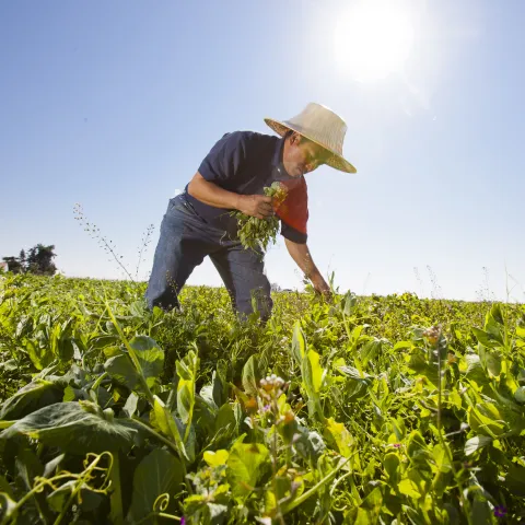 Farmer picking crops in field