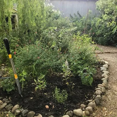 A tidy garden bed