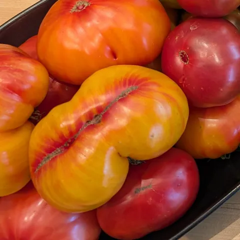 Expert tomato growing tips for Sonoma County Home Gardeners