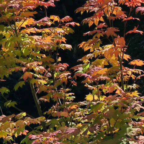 Vine Maple (Acer circinatum)