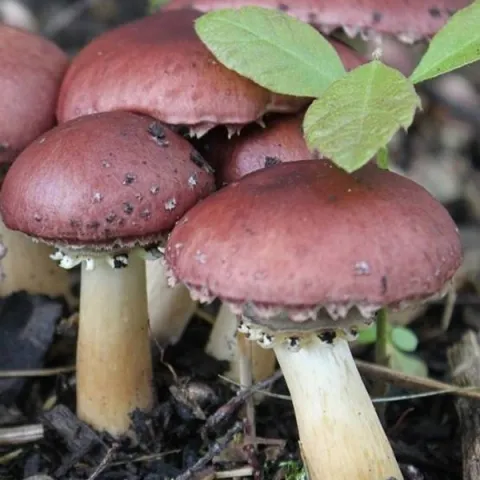 Wine cap mushrooms