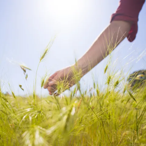 Close up image of wheat in a field with a person's hand brushing the tops.