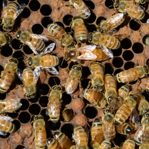 Queen bee and her colony. (Photo by Kathy Keatley Garvey)
