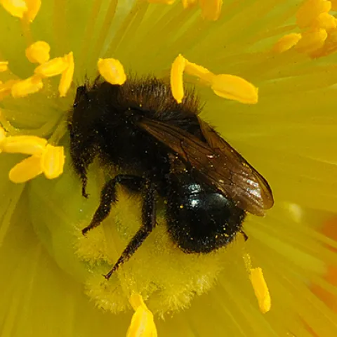 A blue orchard bee, Osmia lignaria. (Photo by Kathy Keatley Garvey)
