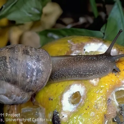 brown garden snail