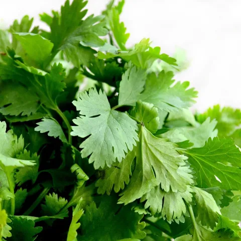 Green cilantro leaves