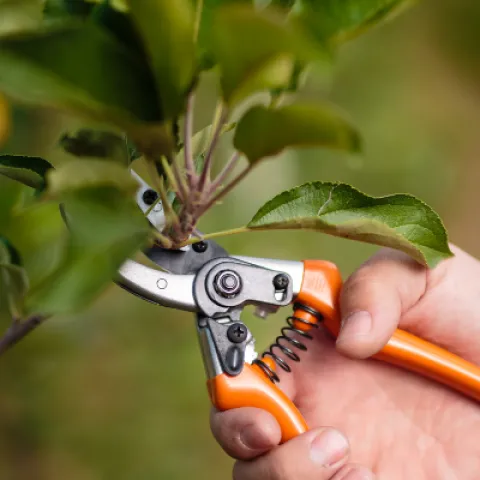 close up photo of a hand with hand pruners cutting a branch
