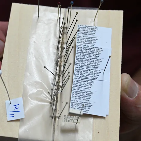 Jeff Smith's micro moth project. (Photo by Kathy Keatley Garvey)