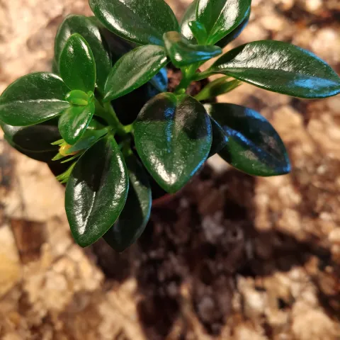 glossy green leafed plant
