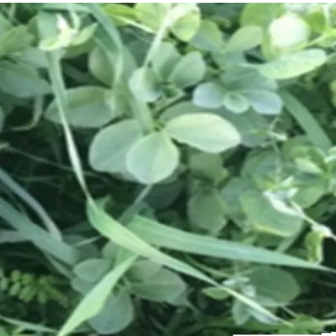 strip of photos of agricultural sights