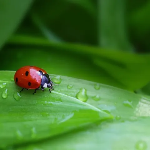 ladybug on leaf