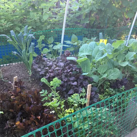 Rows of greens growing in a raised bed some are purple others green