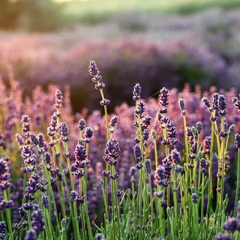 Field of lavendar