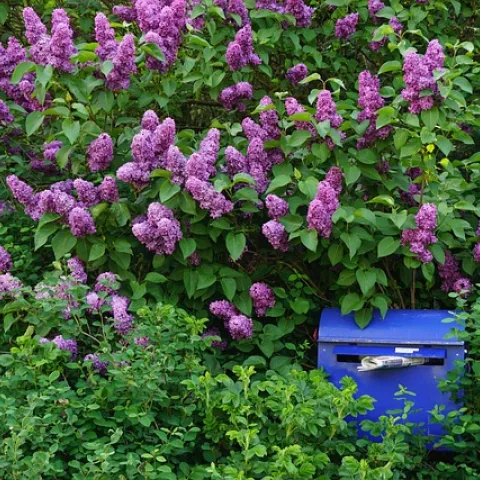 Lilac Bush