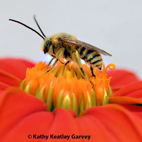 A male longhorned bee, Melissodes agilis, on a Tithonia. (Photo by Kathy Keatley Garvey)