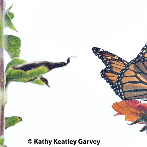 Monarch in a Vacaville garden on Election Day, Nov. 4, 2025. (Photo by Kathy Keatley Garvey)