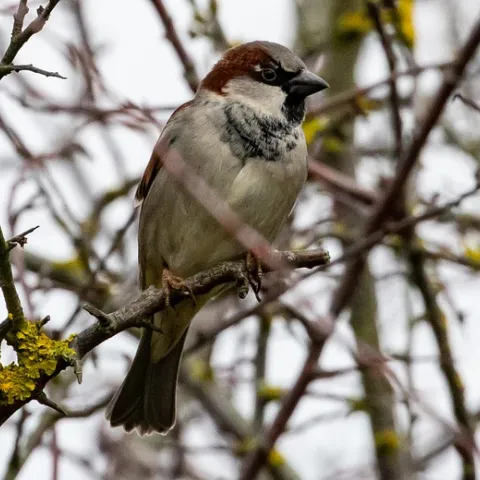 Sparrow in tree