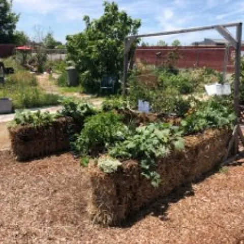 Straw Bale Gardening
