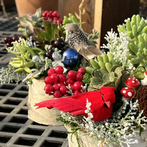 Holiday succulents; Judy Hecht
