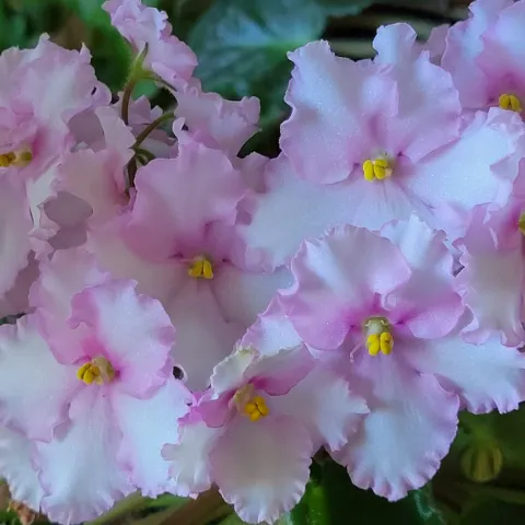 Flowering African Violet. J. Alosi