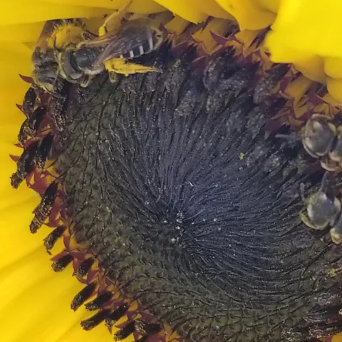 close up of sunflower showing spirals of seeds