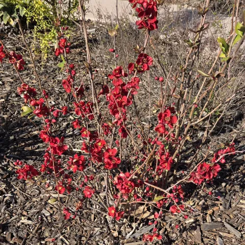 Flowering quince