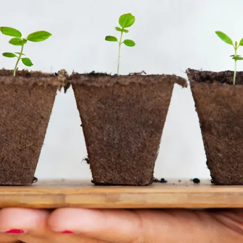 Picture of three plants