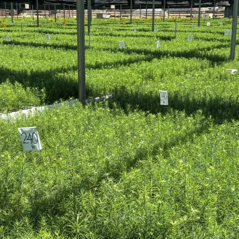 Nursery