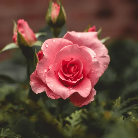 Pink/coral rose on a dark, leafy background