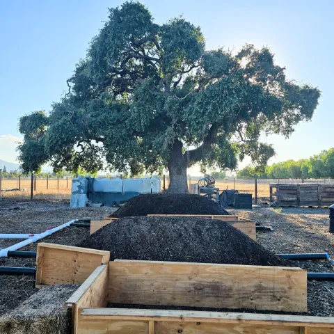 ASP piles at Martial Cottle Park Composting Demonstration Site with large oak in background