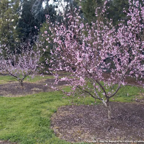 Two blooming peach trees in a green lawn with evergreen trees in background