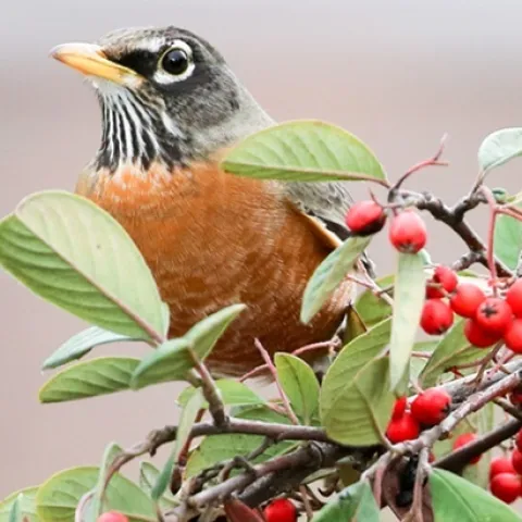Learn about using California native plants in your home garden landscape