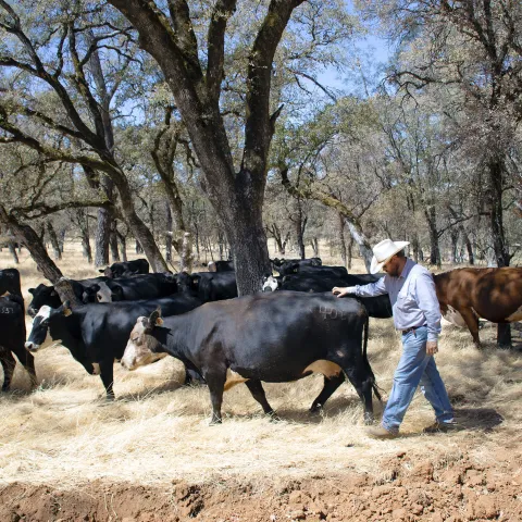 Man walks alongside herd of cattle amid a grove of trees