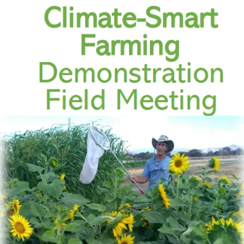 Climate-Smart Farming - Farmer with butterfly net in field of yellow sunflowers