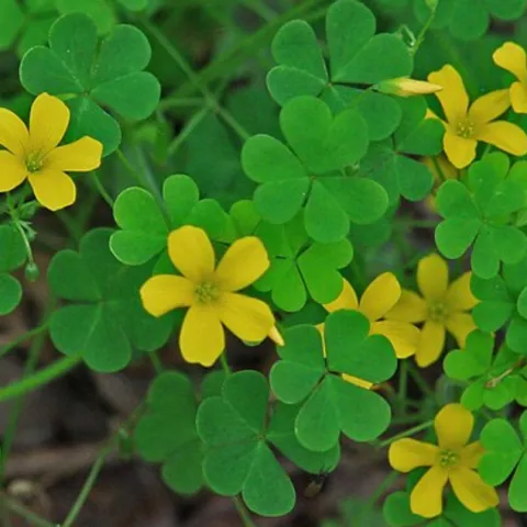 Yellow flowers on Oxalis