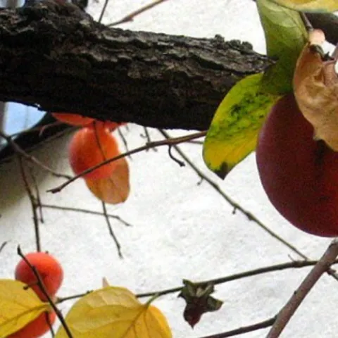 Hachiya persimmons on a tree